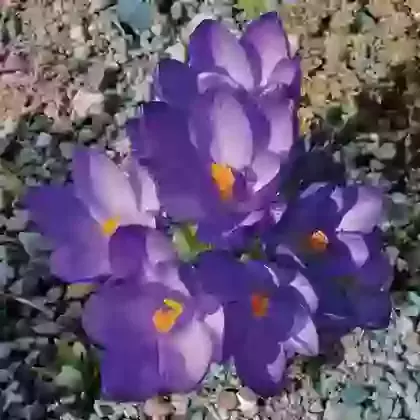 Tommasinianus Ruby Giant